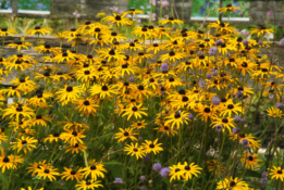 Rudbeckia fulgida var. deamiiZonnehoed bestellen